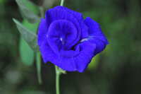 https://images.plurk.com/5fmNOt7wlPggumetni7Zrb.jpg