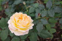 https://images.plurk.com/5fmm2ukP33cIxUPUHpT76F.jpg