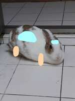 https://images.plurk.com/5fs5ZGnRq1njxPvSdThN8N.jpg