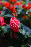 https://images.plurk.com/5hYSiEV501DeNcTKQQ3YhP.jpg