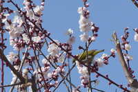 https://images.plurk.com/5k2xUFKZHUcbywP2Rz5q1.jpg