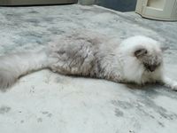 https://images.plurk.com/5l0LawAzAlb2cCqbQMoRfl.jpg