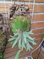 https://images.plurk.com/5lGmEn2SePS1sSLpkfuj3X.jpg
