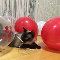 https://images.plurk.com/5mbouHPmfCr3dRmU0Gjz2q.jpg