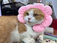https://images.plurk.com/5mf0OTFvpPbXEwQjLo29vT.jpg