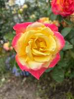 https://images.plurk.com/5ms5WXvs4eZYELs80oU330.jpg