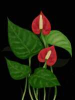 https://images.plurk.com/5nOiYy8Q70KJjpjec7HGtf.png