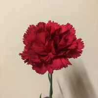 https://images.plurk.com/5nrydjL6a5HYIFO4i6rjBQ.jpg