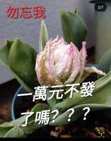 https://images.plurk.com/5oZuMDYMAl6TK3V7cn962G.png