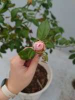 https://images.plurk.com/5p5aIx9B6CI1lcdqnHhkPy.jpg
