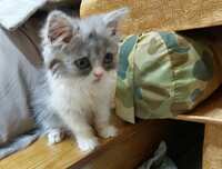 https://images.plurk.com/5pI7IIw94o6WJYrXYPU9Xl.jpg