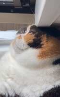 https://images.plurk.com/5q1qJXAEMJt0xqFILNAfCI.jpg