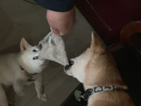 https://images.plurk.com/5qPUCpDgo5o4cZbFVlNMlH.jpg
