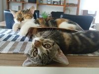https://images.plurk.com/5sJM4RiKrWgwkcO7V9DVXa.jpg