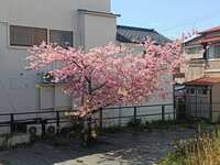 https://images.plurk.com/5tBbHjOpL5ffnNAr2OHkUD.jpg