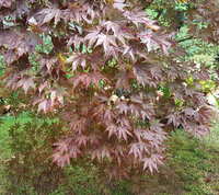 https://images.plurk.com/5ugHEA9qUyfU81KxQMliGn.jpg