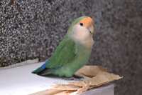 https://images.plurk.com/5vFwPy7nkH10ARZRlgZScZ.jpg