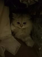 https://images.plurk.com/5vMmJoIeks80hopWRp1huk.jpg