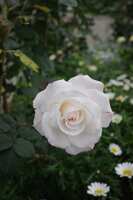 https://images.plurk.com/5vXUXvabO4BipFYLQb4lt7.jpg
