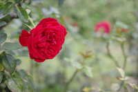 https://images.plurk.com/5wcDXVAqYoG5RsCgosCXfn.jpg