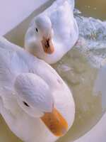 https://images.plurk.com/5wqRsNamYtQhFw0kVGqWad.jpg