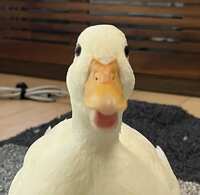 https://images.plurk.com/5xQQUL4rI2NiN5OvgmCrj3.jpg