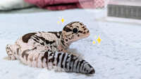 https://images.plurk.com/5xeRn8lF01dXoqN3wX1ch5.jpg