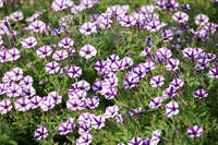 https://images.plurk.com/5yhttnkFBYJ0S2OZUfol7X.jpg