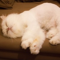 https://images.plurk.com/61LAHNxwYNA7deDZohzU.jpg