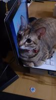 https://images.plurk.com/61hwHfQqRf7PcoObhyg6EN.jpg