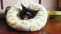 https://images.plurk.com/63GlbMTV7u5ussKspGKTc8.jpg