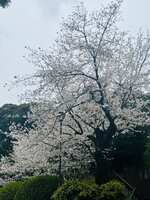 https://images.plurk.com/63heYhE8icGiGwP8eEPZsr.jpg