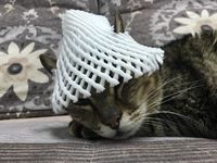 https://images.plurk.com/64cOLzwCypFCSje1rTKe2Q.jpg