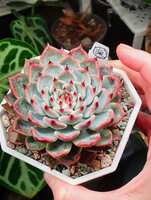 https://images.plurk.com/660NBStGmfBGgOuq1sskJX.jpg