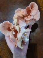 https://images.plurk.com/67FOdgnCQTQYsm7BwsDNeB.png