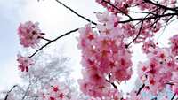 https://images.plurk.com/68a4vBT4GATwcnon8Iqjnt.jpg