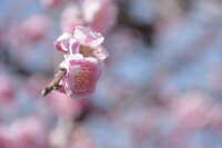 https://images.plurk.com/691hO3apPKkW0Kh2R070rK.jpg