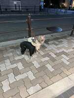 https://images.plurk.com/69CZUy459l0jyduX7Ywsxy.jpg
