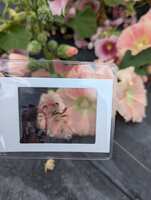https://images.plurk.com/69hEsNAkuIWBlaijCTqEb6.jpg