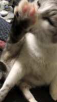 https://images.plurk.com/6ASwWAkKb8ACmkXH0ccGgl.gif