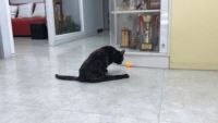 https://images.plurk.com/6BB7oWMbNtVwK9pu3RfCoQ.gif
