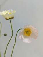 https://images.plurk.com/6BxeofuQVLWNjpSO0bGJWJ.jpg