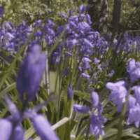 https://images.plurk.com/6ClA0c4Ns2jdmkz72ipiuJ.gif