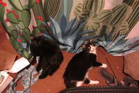 https://images.plurk.com/6CmAoaxv8pcRr1nQ4hWws6.jpg