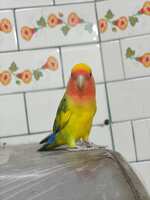 https://images.plurk.com/6DMxpUdTbzrOsbCPLSvnQW.jpg