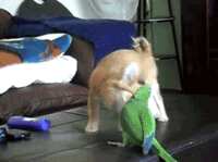 https://images.plurk.com/6DZ2WLUSex1HF5gdI6Giq.gif