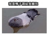 https://images.plurk.com/6DZyCfDkdjLd1Q46uAm6ze.jpg