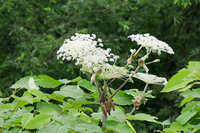 https://images.plurk.com/6DsHCURSaf1WkH04xAnKQA.jpg