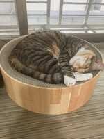 https://images.plurk.com/6E0X4kqLR7KXpKeWUUdpFO.jpg