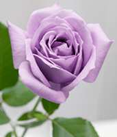 https://images.plurk.com/6FDbqqoDNA975bbl4Rh2zX.png